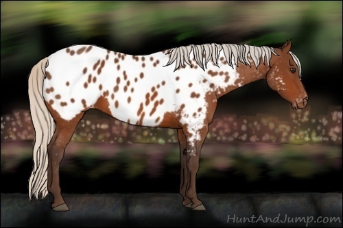Horse Color:Silver Bay Near Leopard