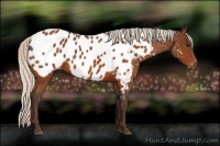 Horse Color:Silver Bay Appaloosa 
