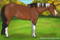 Horse Color:Gray Bay Splash Tobiano
