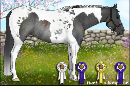 Horse Color:Black Tobiano Rabicano