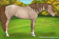 Horse Color:Liver Red Roan Pearl 