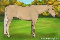 Horse Color:Palomino 
