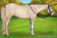 Horse Color:Chocolate Palomino Pearl 