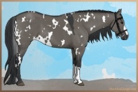 Horse Color:White Spotted Grullo