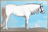 Horse Color:Red Dun Sabino Splash 