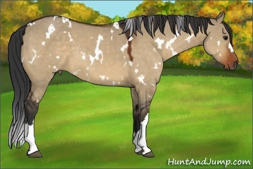 Horse Color:White Spotted Brown Dun 