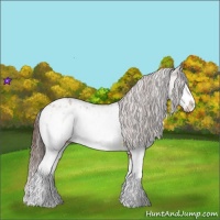 Horse Color:White Spotted Bay Splash  and White Spotted Bay Splash Appaloosa 