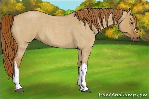 Horse Color:Red Dun Roan 