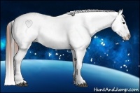 Horse Color:Black Splash Appaloosa