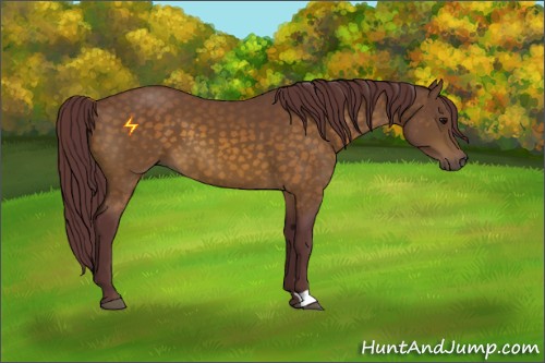 Horse Color:Chocolate Buckskin 