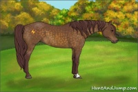 Horse Color:Chocolate Buckskin 