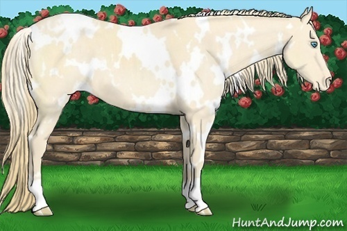 Horse Color:White Spotted Perlino Appaloosa