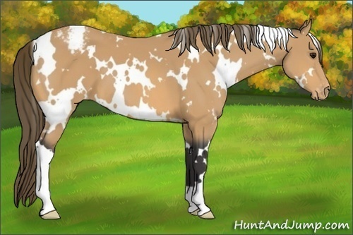 Horse Color:White Spotted Buckskin Varnish 
