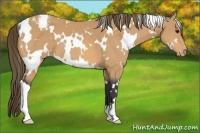 Horse Color:White Spotted Buckskin Varnish 