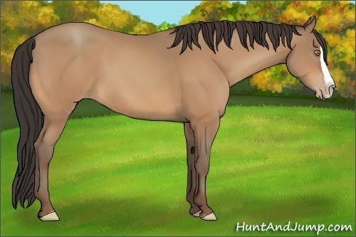 Horse Color:Amber Champagne Splash 