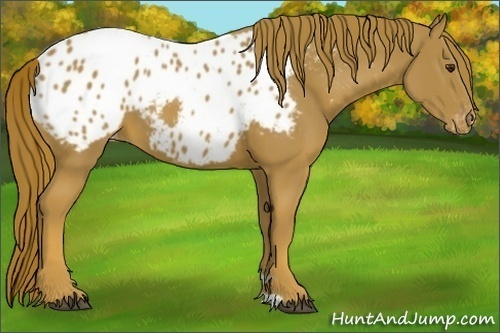 Horse Color:Chestnut Appaloosa 