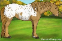 Horse Color:Chestnut Appaloosa 