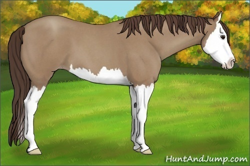Horse Color:Classic Champagne Roan Splash 