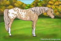 Horse Color:Palomino Appaloosa 