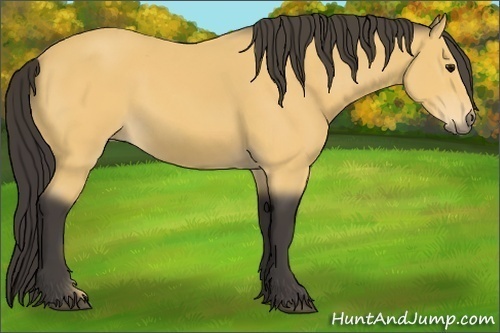 Horse Color:Buckskin 