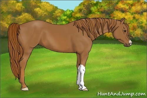 Horse Color:Chestnut 