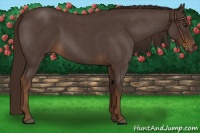 Horse Color:Liver Red Roan 