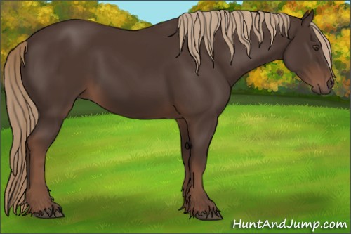 Horse Color:Liver Chestnut 