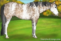 Horse Color:White Spotted Bay Dun Rabicano