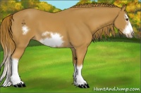 Horse Color:Chestnut Splash Frame