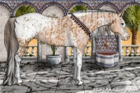 Horse Color:Bay Splash Tobiano Appaloosa  and Bay Splash Tobiano Appaloosa 