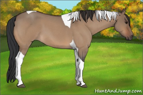 Horse Color:Bay Roan Dun Tobiano 