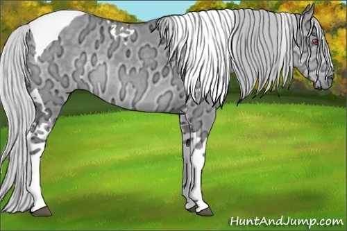 Horse Color:Silver Grullo Chinchilla Ice Tobiano