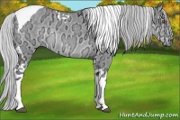 Horse Color:Silver Grullo Chinchilla Ice Tobiano
