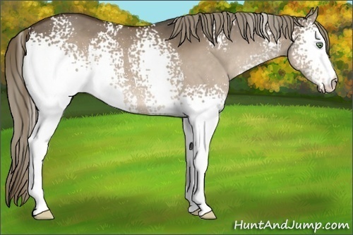 Horse Color:White Spotted Liver Red Dun 