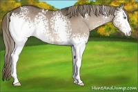 Horse Color:White Spotted Liver Red Dun 
