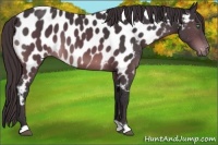 Horse Color:Buckskin Near Leopard 
