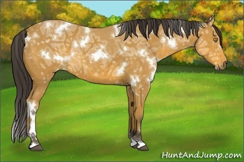 Horse Color:White Spotted Buckskin Ice 