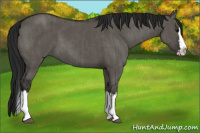 Horse Color:Grullo Sabino Splash and Gray Grullo Sabino Splash