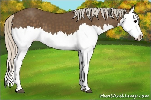 Horse Color:Silver Black Splash 