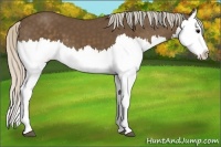 Horse Color:Silver Black Splash