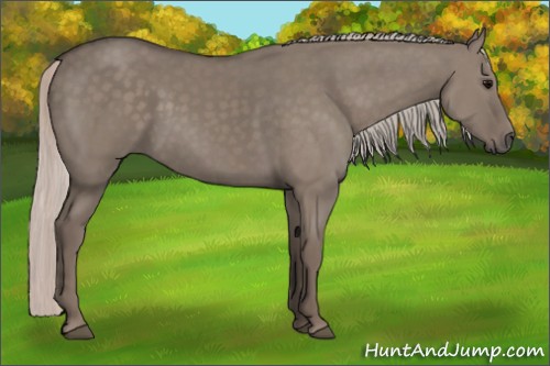 Horse Color:Unknown 