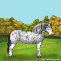 Horse Color:White Spotted Blue Roan Rabicano and White Spotted Blue Roan Rabicano