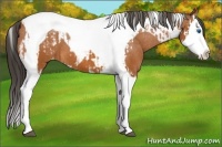 Horse Color:Bay Splash Tobiano Appaloosa and Bay Splash Tobiano Appaloosa