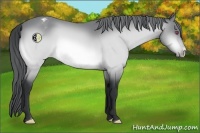 Horse Color:Bay Chinchilla Varnish