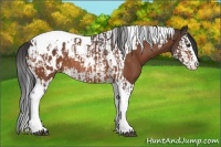 Horse Color:Bay Splash Tobiano Appaloosa  and Bay Splash Tobiano Appaloosa Rabicano 