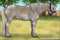 Horse Color:White Spotted Silver Black Ice 
