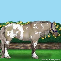 Horse Color:White Spotted Silver Grullo 