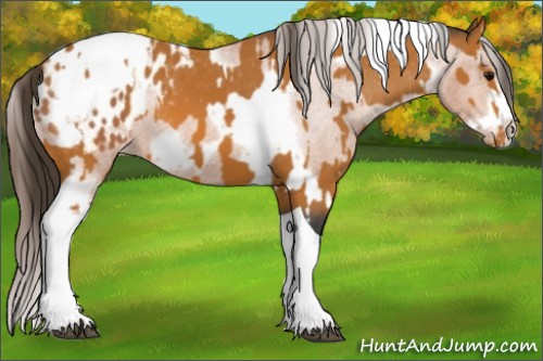 Horse Color:Bay Splash Tobiano Blanket and Bay Splash Tobiano Frame Blanket