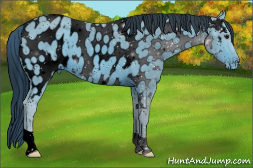 Horse Color:ERROR: UNKNOWN ANOMALY
