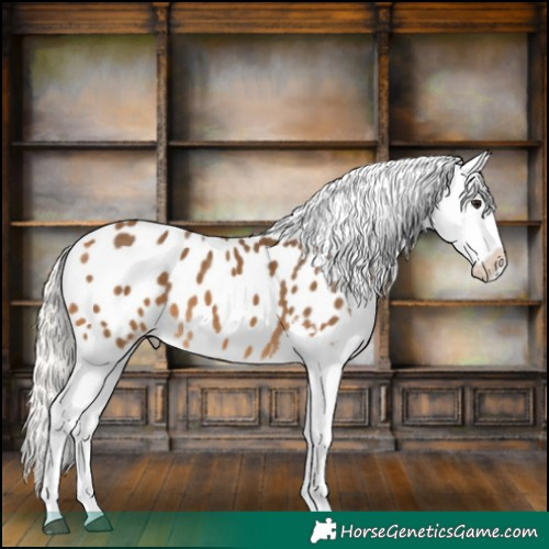 Horse Color:Silver Buckskin Tobiano Appaloosa